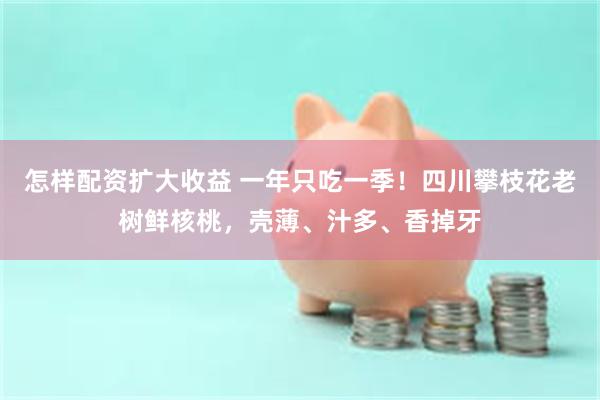 怎样配资扩大收益 一年只吃一季！四川攀枝花老树鲜核桃，壳薄、汁多、香掉牙
